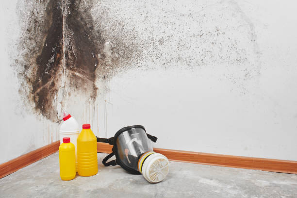 Best Mold Removal Company Near Me  in Wallace, ID