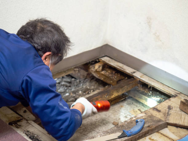 Best Commercial Mold Removal  in Wallace, ID