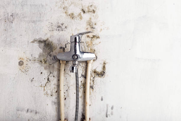 Wallace, ID Mold Removal Company