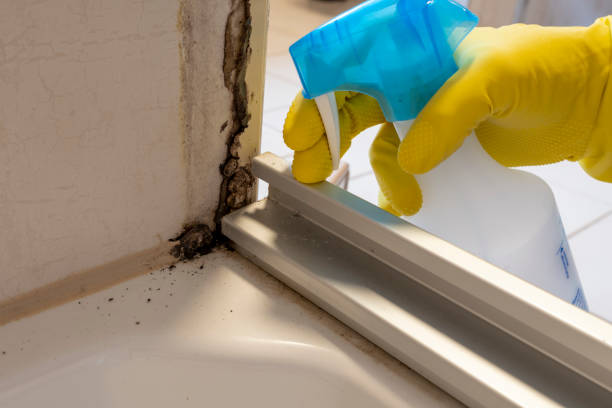 Best Best Mold Removal Companies  in Wallace, ID