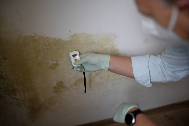 Best Mold Removal Near Me  in Wallace, ID